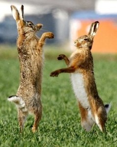 hares fighting obout net neutrality 