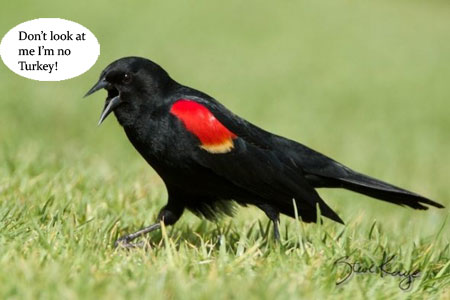 blackbird in grass