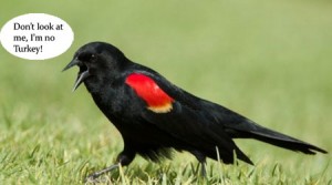 blackbird in grass